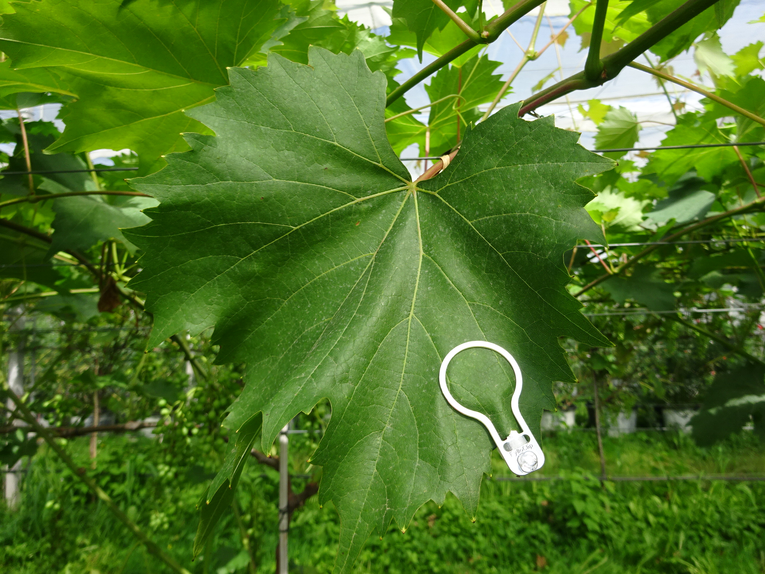 guidelines for attaching a FylloClip sensor – FylloClip tutorial